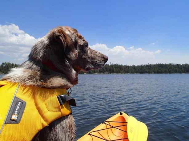 Kayak for Dogs!