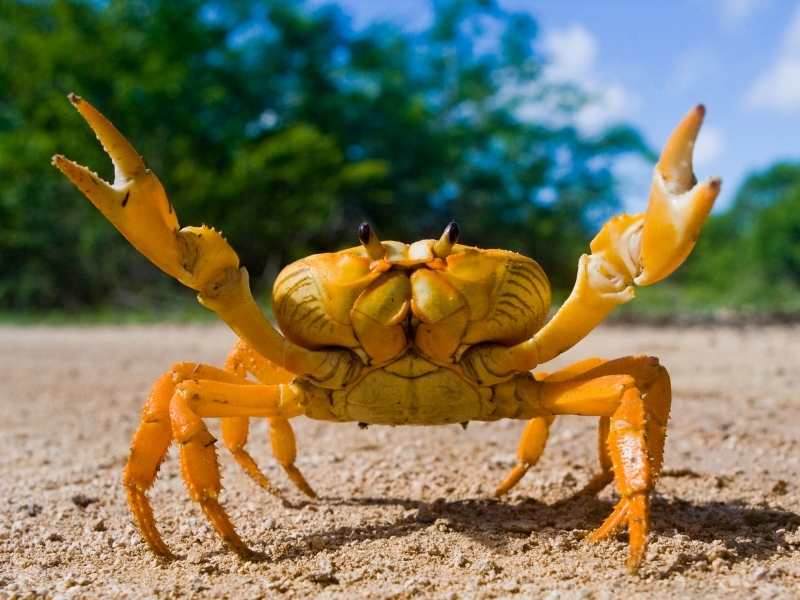 crabs 1